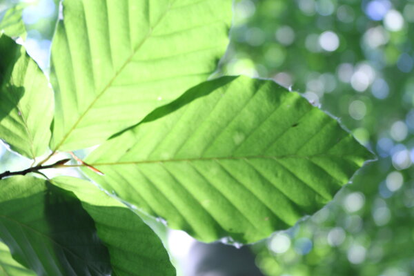 Foto: ©Rotbuche Unterseite SDW RLP