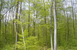 Laubmischwald