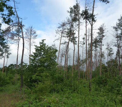 Foto: Lennebergwald, Stefan Dorschel