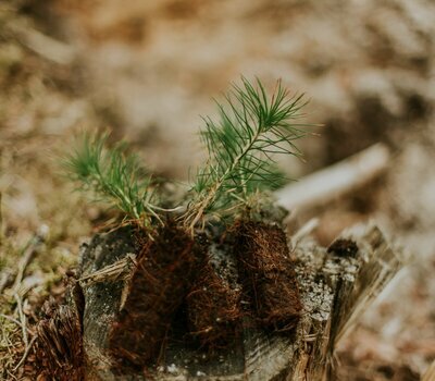 Neues Leben im Wald