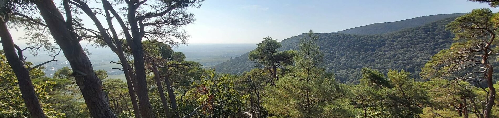 Panoramablick über den Wald