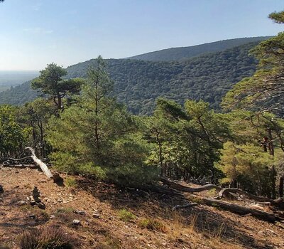 Panoramablick über den Wald