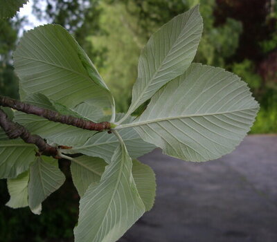 Blätter der Mehlbeere (Foto: CC0, Wikimedia Commons)