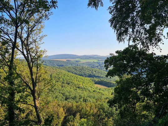 Ausblick auf den Wald