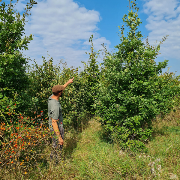 Wald in Rheinland-Pfalz